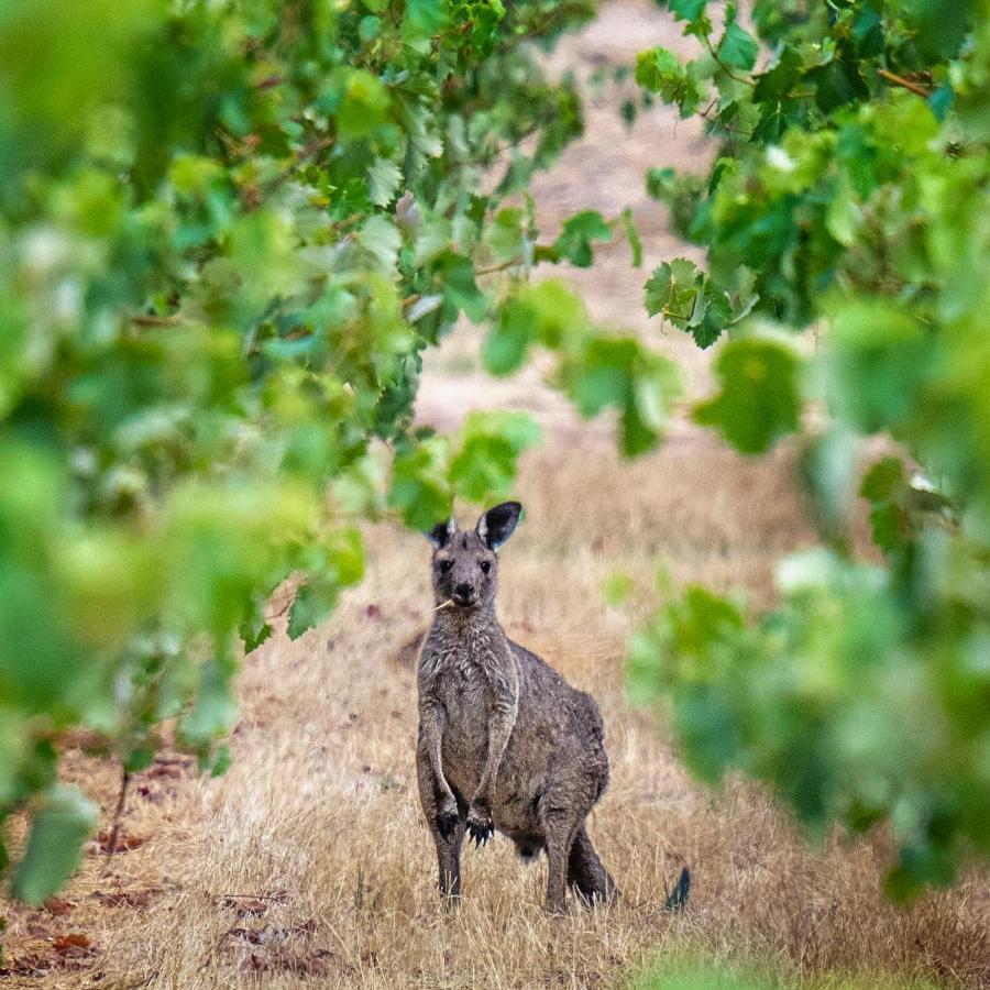 Triple Creek Guest House - Barossa Region Seppeltsfield 외부 사진